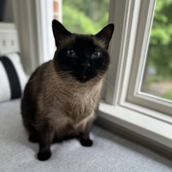 Rescue Siamese Cats for Adoption in Lynchburg, Virginia - Caesar | PetCurious