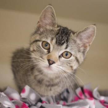 Domestic Short Hair Cats Available for Adoption - Crystal | PetCurious