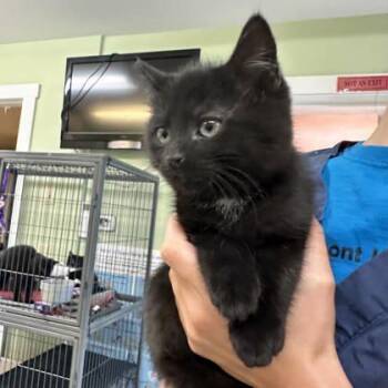 Rescue Domestic Short Hair Cats for Adoption in East Montpelier, Vermont - Fire | PetCurious