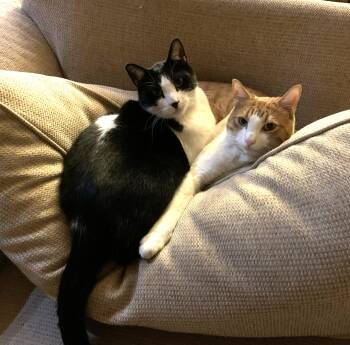 Domestic Short Hair Cats Available for Adoption - Goose And Maverik (Bonded Pair) | PetCurious