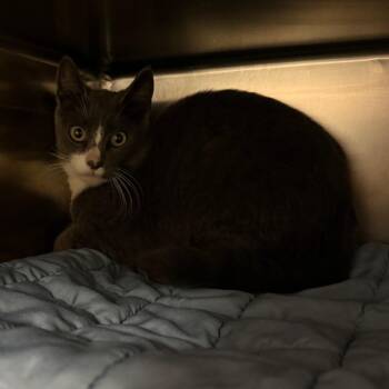 Rox - Barn Cat -  Domestic Short Hair Cat for Adoption in Flagstaff, Arizona - Rox - Barn Cat | PetCurious