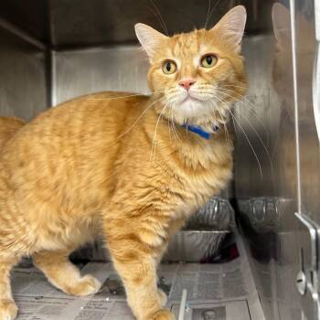 Eddie -  Domestic Short Hair Cat for Adoption in Chicago, Illinois - Eddie | PetCurious