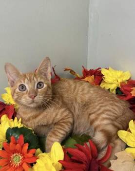 Eye Of the Tiger -  Domestic Short Hair Cat for Adoption in Picayune, Mississippi - Eye Of The Tiger | PetCurious