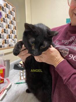 Domestic Short Hair Cats Available for Adoption in Plattsburgh, New York - Angel | PetCurious