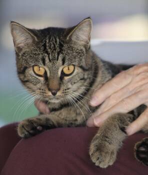 Honeybee -  Domestic Short Hair Cat for Adoption in North Fort Myers, Florida - Honeybee | PetCurious