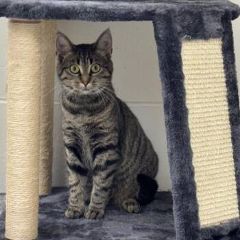 Katriona -  Domestic Short Hair Cat for Adoption in Marshalltown, Iowa - Katriona | PetCurious