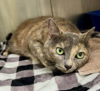 Diana -  Domestic Short Hair Cat Available for Adoption in Grants Pass, Oregon - Diana | PetCurious