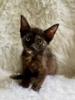 Dolce -  Domestic Short Hair Cat for Adoption in Picayune, Mississippi - Dolce | PetCurious