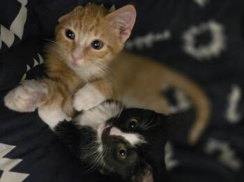 Rescue Domestic Short Hair Cats for Adoption in Ripley, Tennessee - Tails | PetCurious