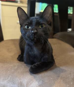 Velvet -  Domestic Short Hair Cat for Adoption in Ocala, Florida - Velvet | PetCurious