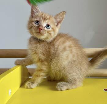 Domestic Short Hair Cats Available for Adoption in Lemont, Illinois - Buster  | PetCurious