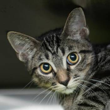 Holly -  Domestic Short Hair Cat for Adoption in Middletown, Rhode Island - Holly | PetCurious