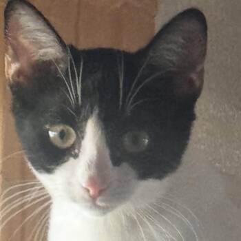 Batman -  Domestic Short Hair Cat for Adoption in Lakewood, California - Batman | PetCurious