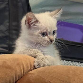 Titus -  Domestic Short Hair Cat for Adoption in San Antonio, Texas - Titus | PetCurious