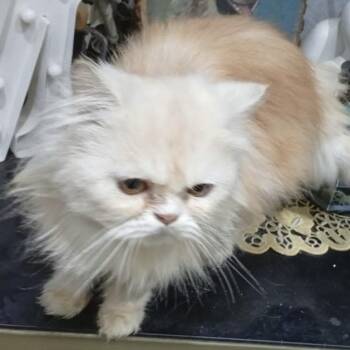 Himalayan and Persian Cats Available for Adoption - Marko | PetCurious