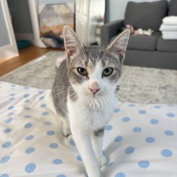 Spice -  Domestic Short Hair and Tabby Cat for Adoption in Columbia, South Carolina - Spice | PetCurious
