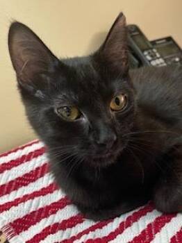 Domestic Short Hair Cats Available for Adoption in Sunrise, Florida - Jane Goodall | PetCurious