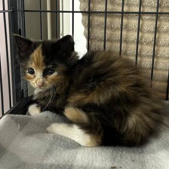 Arapaima -  Domestic Medium Hair Cat for Adoption in Binghamton, New York - Arapaima | PetCurious