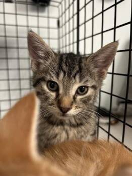 Rylee -  Domestic Short Hair Cat for Adoption in Largo, Florida - Rylee | PetCurious