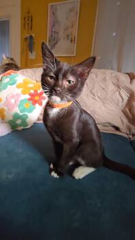 Stewie -  Domestic Short Hair Cat for Adoption in Kirksville, Missouri - Stewie | PetCurious