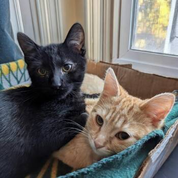 Domestic Short Hair Cats Available for Adoption - Mayor Mike | PetCurious