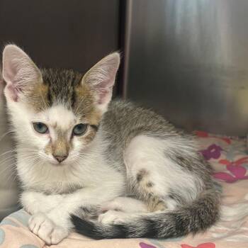 New Balance -  Domestic Short Hair Cat for Adoption in East Hanover, New Jersey - New Balance | PetCurious