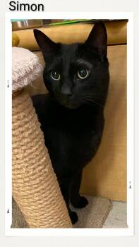 Simon -  Domestic Short Hair Cat for Adoption in Caistor Centre, Ontario - Simon | PetCurious