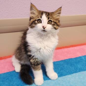 Jeremy -  Domestic Medium Hair Cat for Adoption in Marshfield, Wisconsin - Jeremy | PetCurious