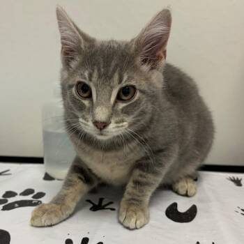 Lexis -  Domestic Short Hair Cat for Adoption in Nashville, Tennessee - Lexis | PetCurious
