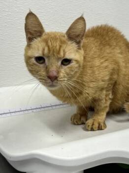Rescue Domestic Short Hair Cats for Adoption in West Chester, Pennsylvania - Twinky | PetCurious