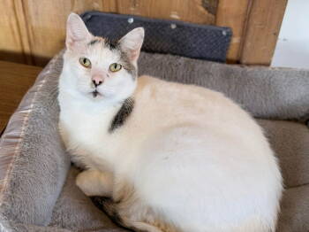 Rescue Tabby and Domestic Short Hair Cats for Adoption in Bay City, Michigan - Kip | PetCurious