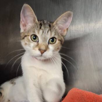 Domestic Short Hair Cats Available for Adoption - Misty | PetCurious