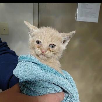 HELIUM -  Domestic Short Hair Cat Available for Adoption - HELIUM | PetCurious