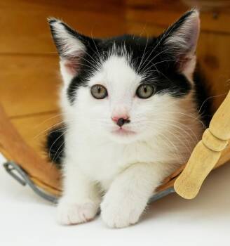 Charlie is a smushy cuddly love muffin -  Tuxedo and Turkish Van Cat for Adoption in Bedford Hills, New York - Charlie Is A Smushy Cuddly Love Muffin | PetCurious