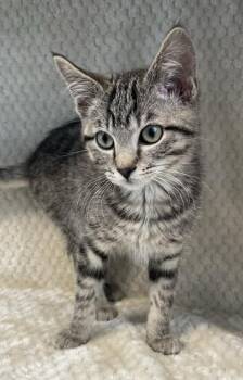 Domestic Short Hair Cats Available for Adoption - Darth Mittens | PetCurious