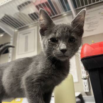 Rescue Domestic Short Hair Cats for Adoption in Yuma, Arizona - Berry | PetCurious