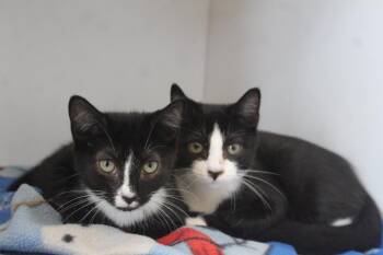 Lucinda -  Domestic Short Hair Cat for Adoption in Chestertown, Maryland - Lucinda | PetCurious
