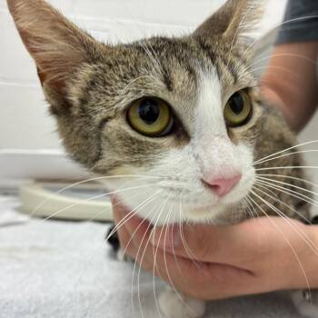 Kaia -  Domestic Short Hair Cat for Adoption in Corpus Christi, Texas - Kaia | PetCurious