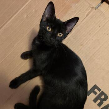 Rutherford -  Domestic Short Hair Cat for Adoption in Houston, Texas - Rutherford | PetCurious