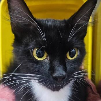 Sallie -  Domestic Short Hair Cat for Adoption in Marble, North Carolina - Sallie | PetCurious