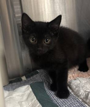 June Bug (with Ladybug) -  Domestic Short Hair Cat Available for Adoption in Richmond, Virginia - June Bug (with Ladybug) | PetCurious