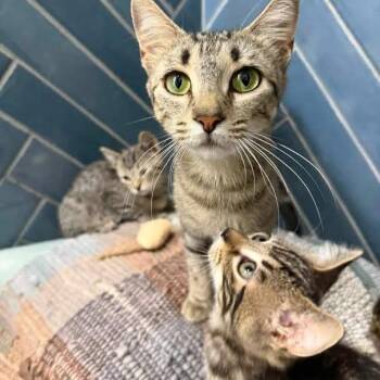 Chili -  Domestic Short Hair Cat for Adoption in Newborn, Georgia - Chili | PetCurious