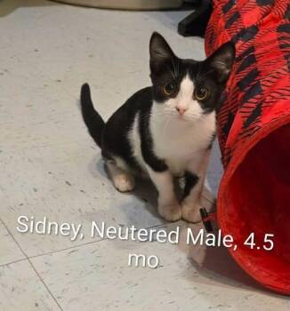 Sidney -  Domestic Short Hair Cat for Adoption in Amherst, Virginia - Sidney | PetCurious