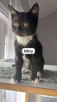 Domestic Short Hair Cats Available for Adoption in West Chester, Pennsylvania - Miny | PetCurious
