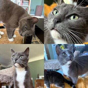 Drive-In -  Domestic Short Hair Cat for Adoption in Wyandotte, Michigan - Drive-In | PetCurious