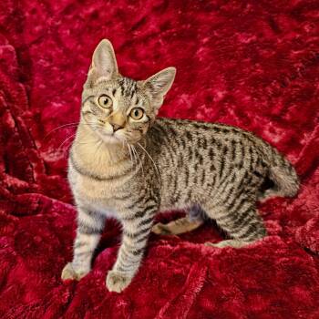 Kira -  Domestic Short Hair and Tabby Cat for Adoption in Searcy, Arkansas - Kira | PetCurious