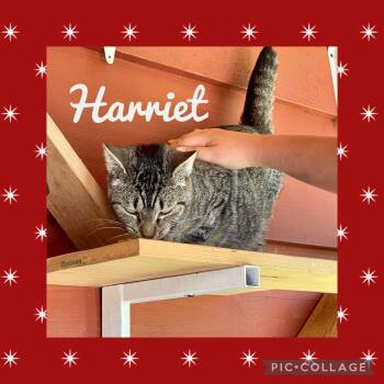 Harriet -  Tabby Cat for Adoption in Piedmont, Missouri - Harriet | PetCurious
