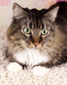 Evren -  Domestic Long Hair Cat for Adoption in Gilbert, Arizona - Evren | PetCurious