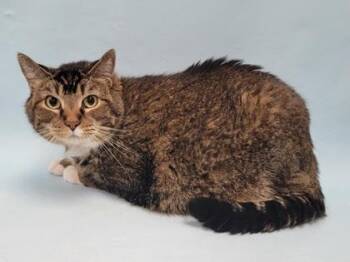 Killian -  Domestic Short Hair Cat for Adoption in Minneapolis, Minnesota - Killian | PetCurious