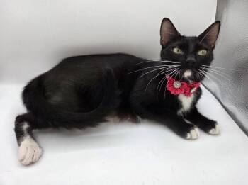 Usagi -  Domestic Short Hair and Tuxedo Cat for Adoption in Magnolia Springs, Alabama - Usagi | PetCurious